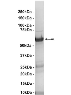 Eurofins DiscoverX PTPMEG-2 Protein 10 &mu;g | Buy Online | Eurofins DiscoverX | Fisher Scientific